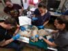 Burung hantu yang tersangkut di beton menerima transplantasi bulu yang cermat