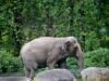 Happy, si gajah, di-eutanasia di Kebun Binatang Bronx: NPR