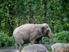 Happy, si gajah, di-eutanasia di Kebun Binatang Bronx: NPR