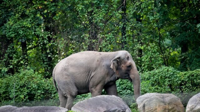 Happy, si gajah, di-eutanasia di Kebun Binatang Bronx: NPR