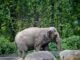 Happy, si gajah, di-eutanasia di Kebun Binatang Bronx: NPR