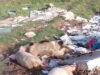 Kematian babi di Gqeberha terkait dengan wabah demam babi Afrika