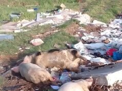 Kematian babi di Gqeberha terkait dengan wabah demam babi Afrika