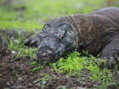 Kronik Desa Komodo