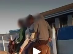 SPCA menyelamatkan keledai dan 24 anjing dari kekejaman di Cape Town