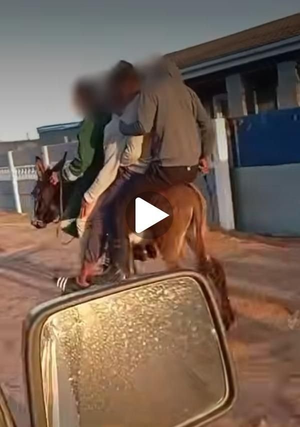 SPCA menyelamatkan keledai dan 24 anjing dari kekejaman di Cape