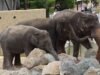 Bintang-bintang India berkampanye untuk memusnahkan gajah di Bollywood