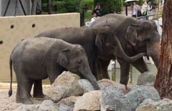 Bintang-bintang India berkampanye untuk memusnahkan gajah di Bollywood