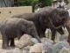 Bintang-bintang India berkampanye untuk memusnahkan gajah di Bollywood