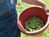 EKSKLUSIF: Komisi mempertimbangkan strategi protein untuk pangan, pakan dan bahan bakar