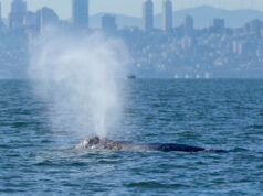 Kamera baru dapat membantu melindungi paus di Teluk San Francisco: NPR