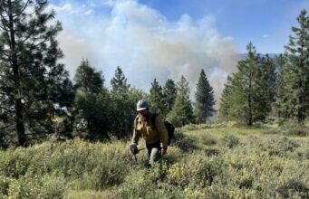 Ketika kebakaran hutan berkobar di negara-negara Barat, Dinas Kehutanan Trump mengatakan kebakaran hutan sudah mencapai kekuatan penuhnya: NPR