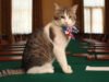 Larry si Kucing: pemimpin tikus yang memecat enam perdana menteri dari 10 Downing Street