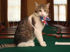 Larry si Kucing: pemimpin tikus yang memecat enam perdana menteri dari 10 Downing Street