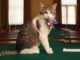 Larry si Kucing: pemimpin tikus yang memecat enam perdana menteri dari 10 Downing Street
