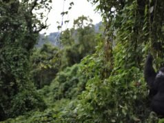 Memerangi Ebola di taman dengan gorila langka: NPR