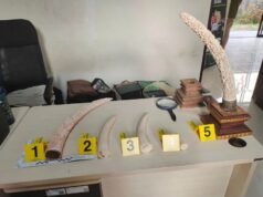 Pihak berwenang mengungkap dugaan perdagangan gading gajah di art shop Bali