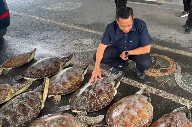 Polda Bali menyelamatkan 21 penyu dari pedagang manusia