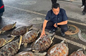 Polda Bali selamatkan 21 penyu, tangkap tersangka