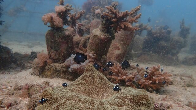 Taiwan mengatakan tekanan Tiongkok terhadap pulau itu adalah 'normal baru':