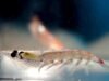 mengakhiri industri penangkapan ikan krill di Antartika