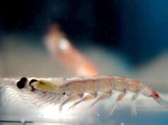 mengakhiri industri penangkapan ikan krill di Antartika