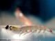 mengakhiri industri penangkapan ikan krill di Antartika