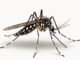 Chikungunya, Japanese ensefalitis, dan demam berdarah